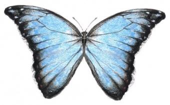Naklejka drukowana Motyl niebieski