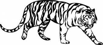 Naklejka dekoracyjna na ścianę Tygrys 19